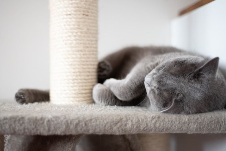 Cat sleeping on a condo