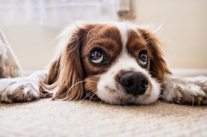 Dog feeling sad on a carpet