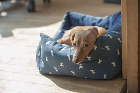 Why Do Dogs Dig in Their Beds