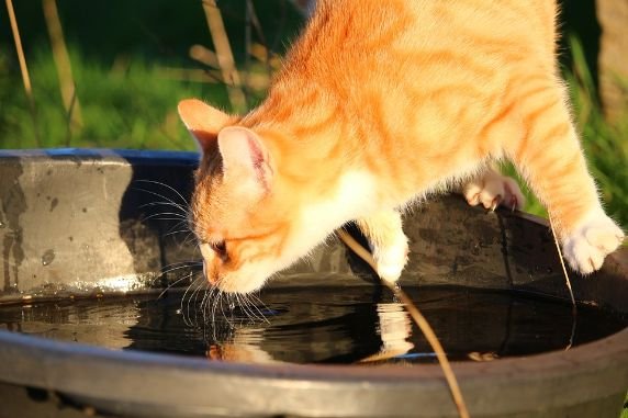 A cat drinking from a large bowl