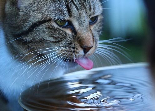 A cat drinking water