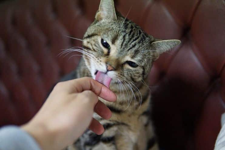 A cat licking her pet parent