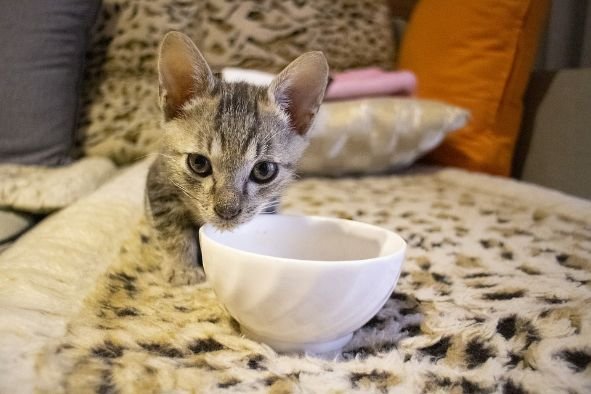 A cat using porcelain water bowl