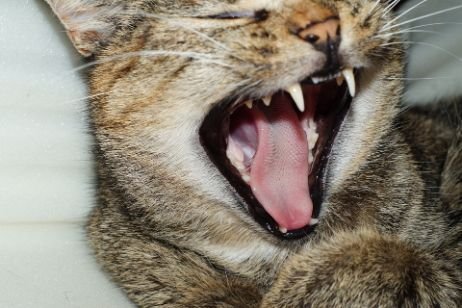 A cat yawning