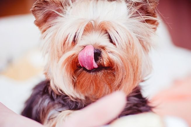 A cute dog licking his face
