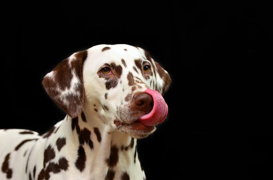 A dog licking himself
