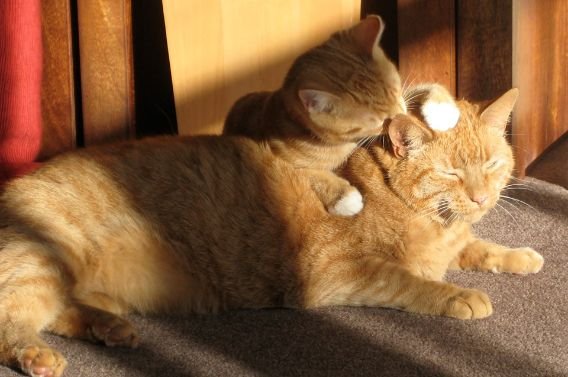 A kitten grooming her mother