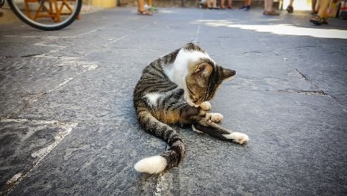 A stray cat grooming itself
