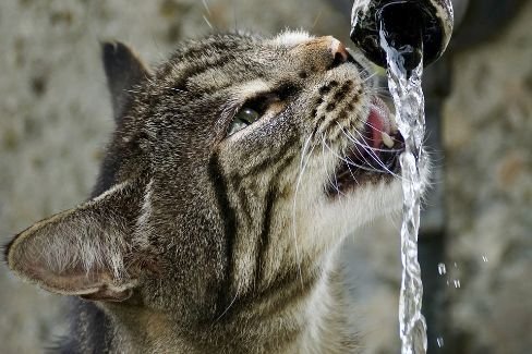 Cat drinking from a leaky pipe
