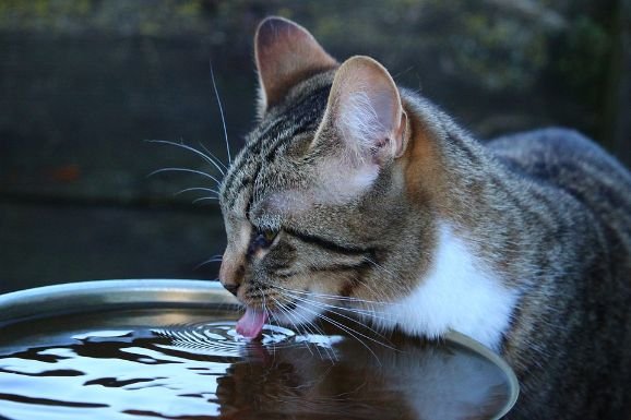 Cat drinking from a wide bowl