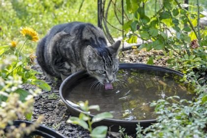 Cat drinking from a wide-mouth bowl