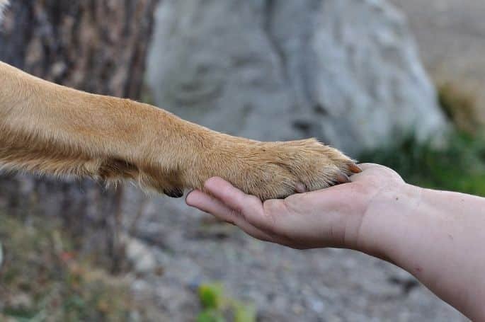 Dog being held by the paws