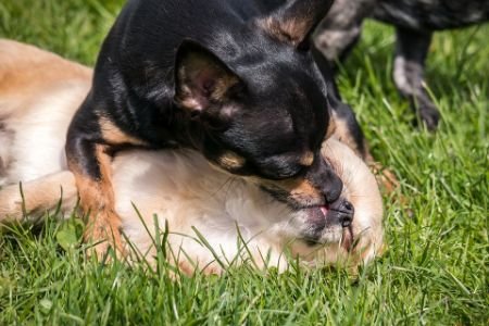 Dogs licking and playing