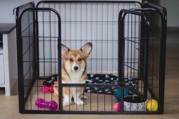 How To Stop a Puppy From Crying in the Crate