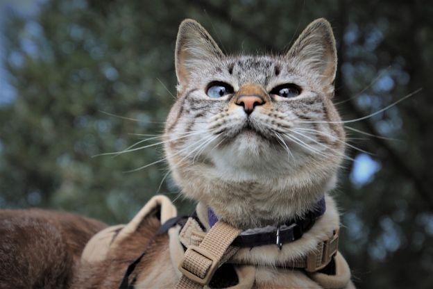 A cat on a harness