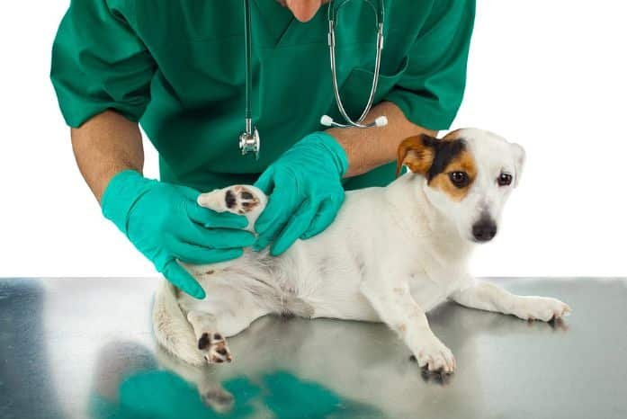 A vet checking for mites