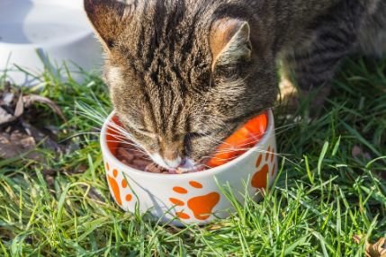 Cat eating from his bowl