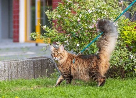 Cat exploring the yard on a leash