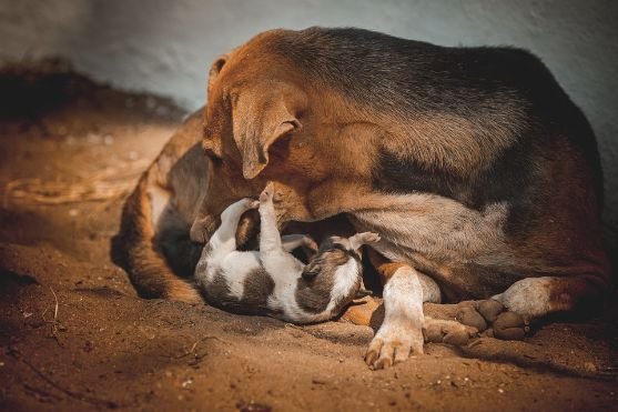 Dog mom licking her puppy