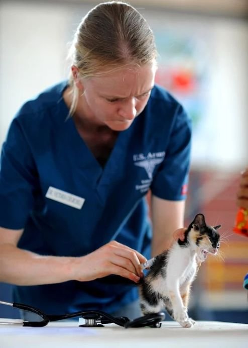 Kitten with a vet