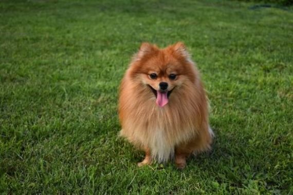 10 Common Health Problems In Pomeranians & How To Treat ...