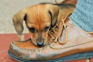 Puppy trying to bite shoe