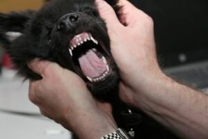 Puppy's teeth