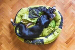 Donut Style Dog Bed