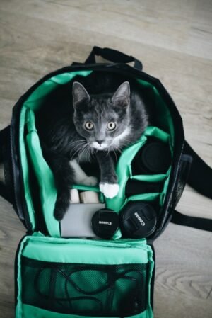 Cat in backpack