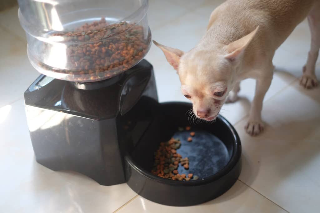 Dog eating from feeder