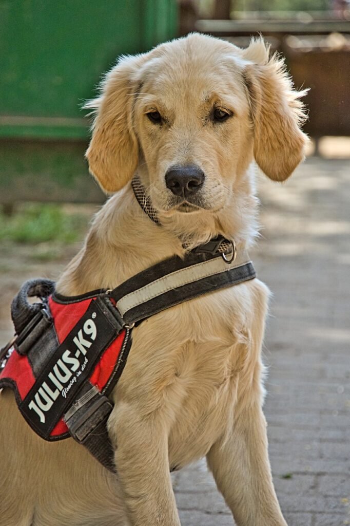 Dog with harness