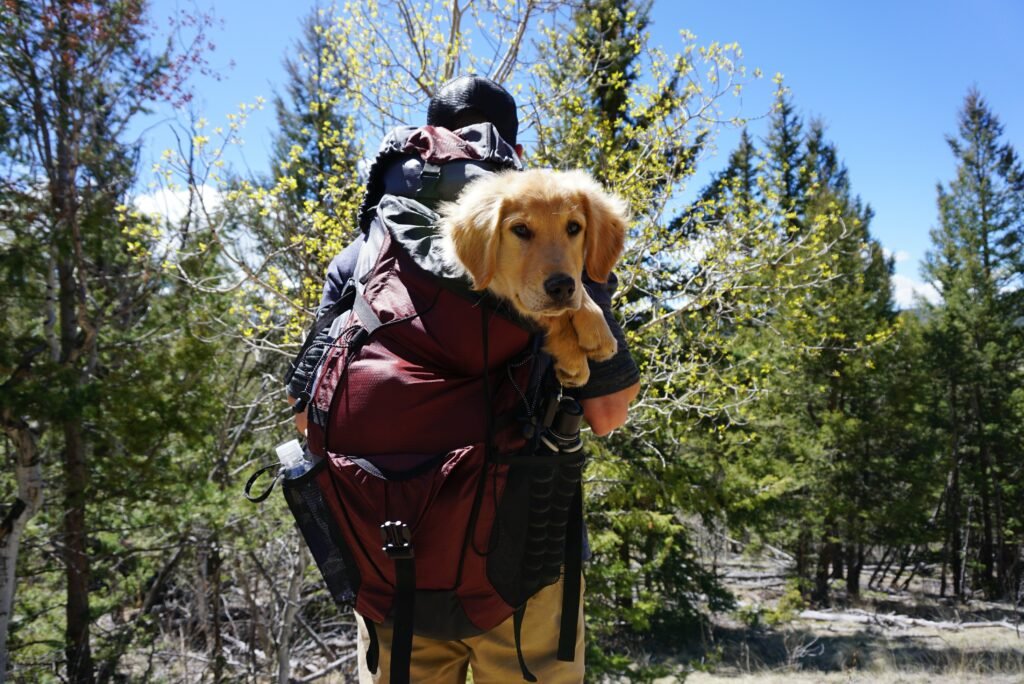 Hiking with Dog