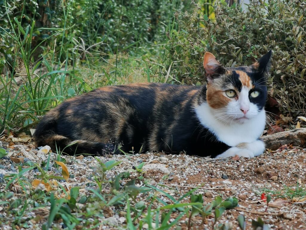 Outdoor cat