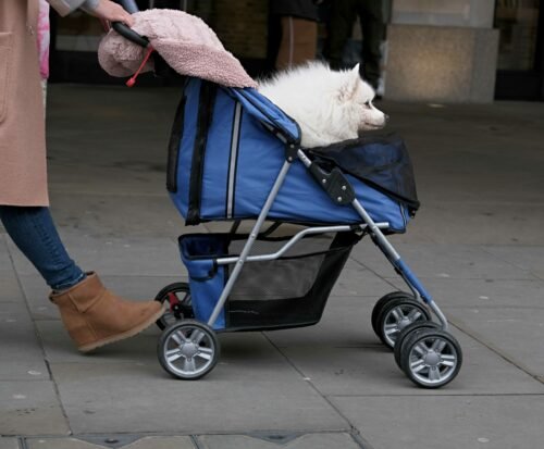 Best Pet Strollers