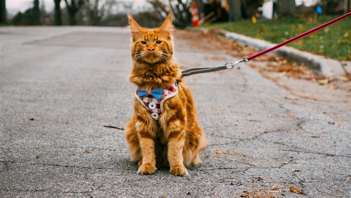 Cat with Harness