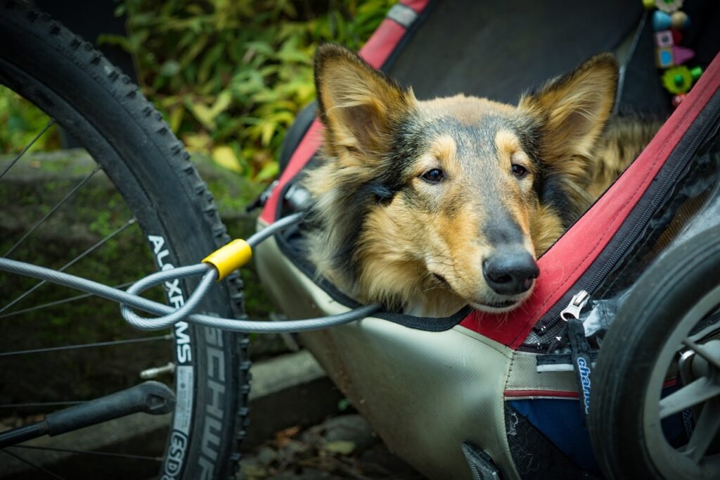 Dog in bicycle stroller