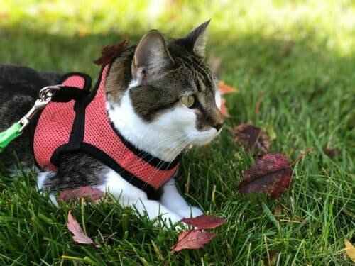 Best Cat leashes and Harnesses