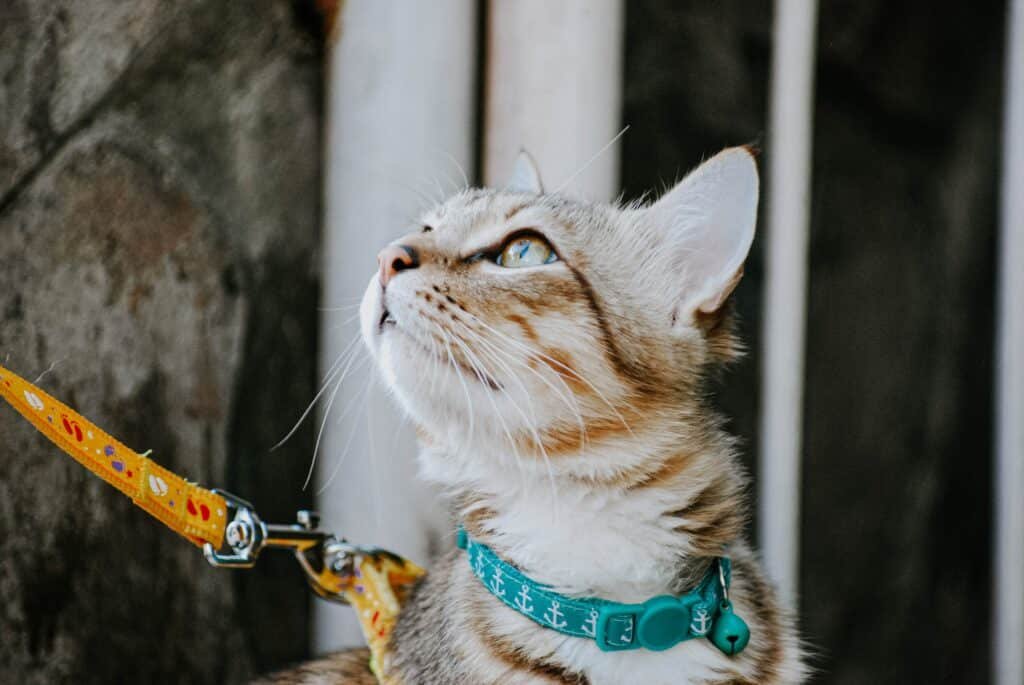 Cat with collar