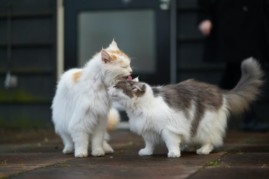 Cats grooming each other