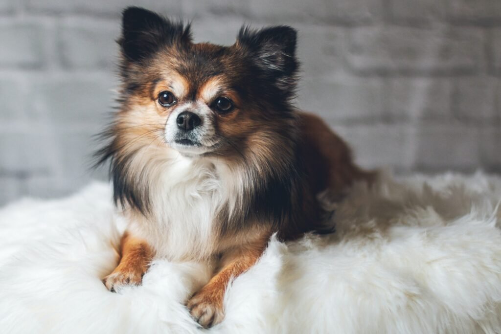 Dog with long hair