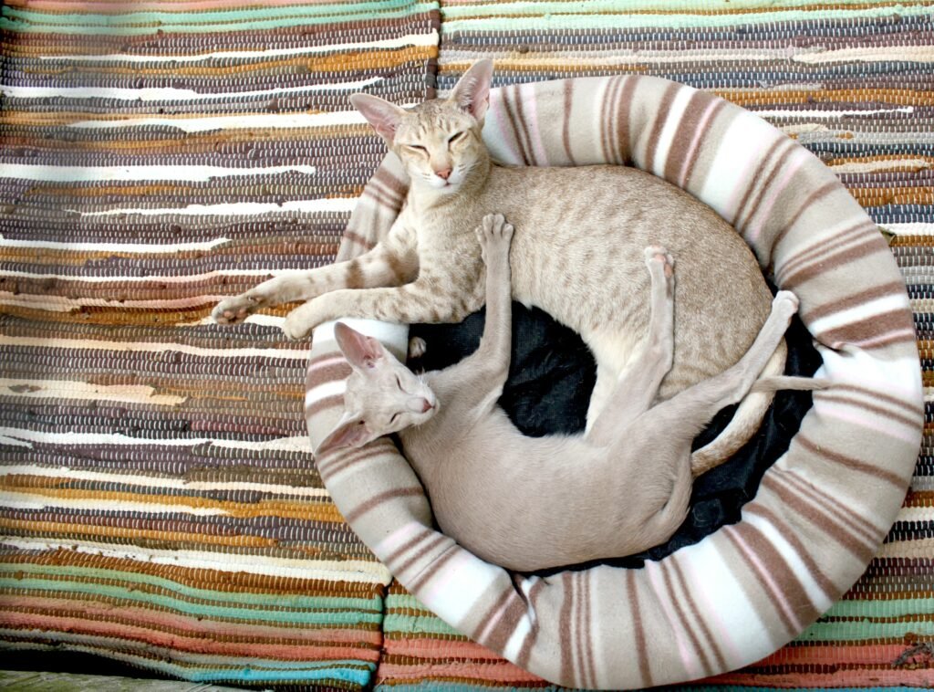 Cat bed size