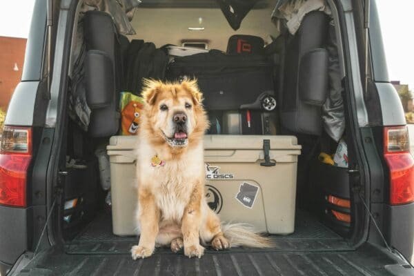 13 Best dog ramps for vehicles in 2022