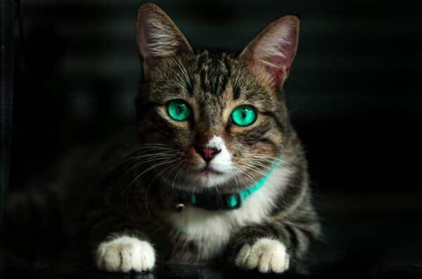 10 Best flea collars for cats in 2022