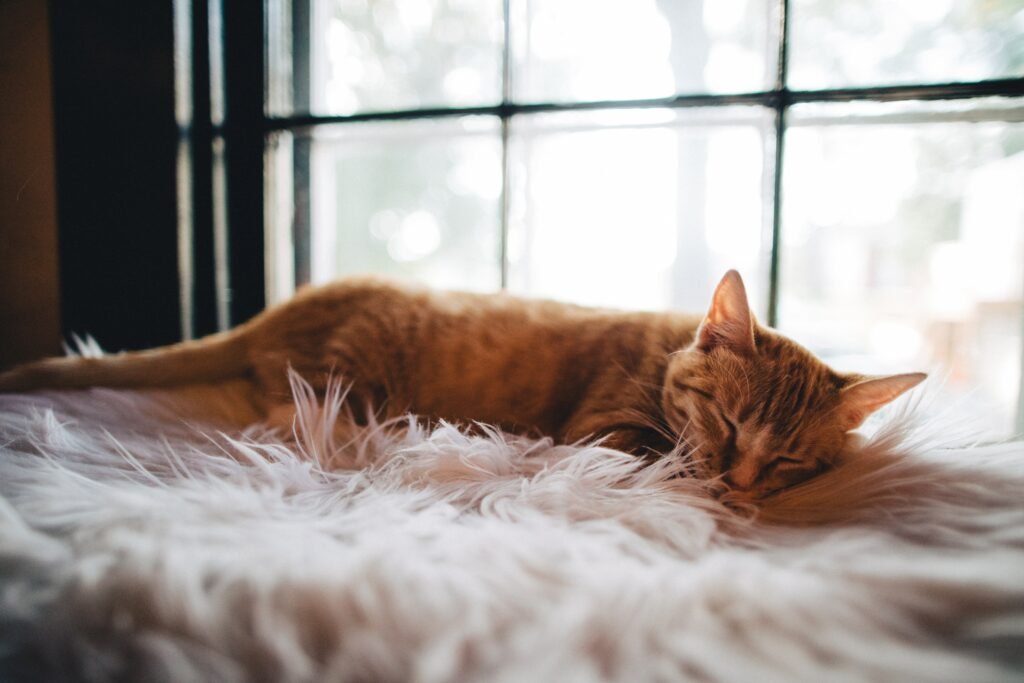 cat on fluffy carpet