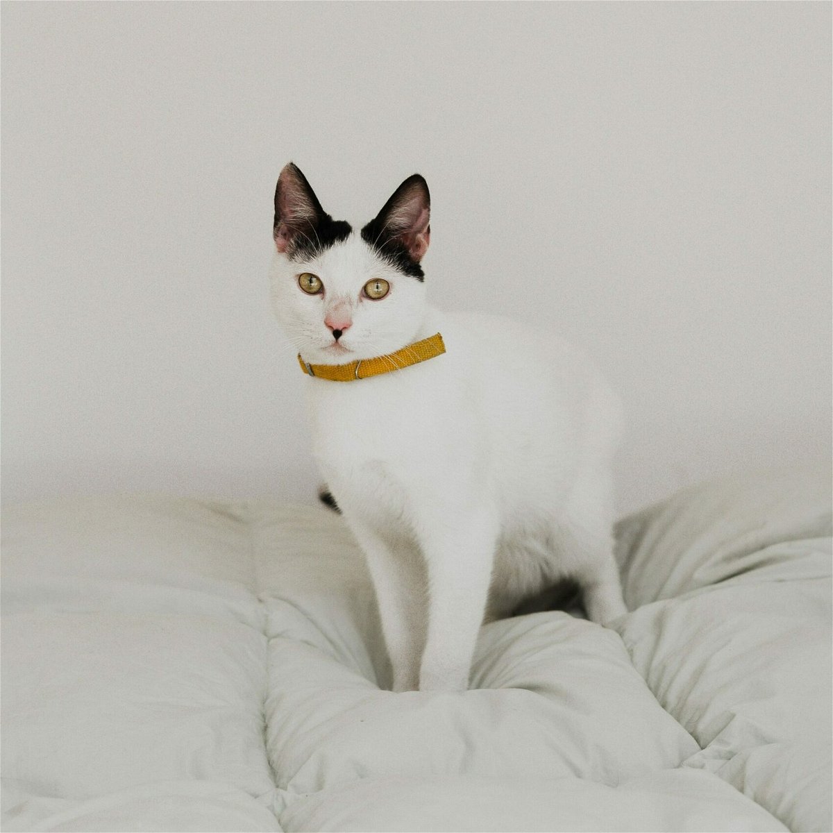 cat with a collar