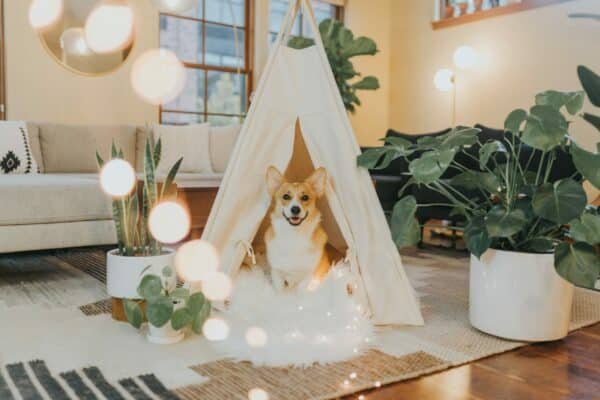 9 Best dog houses in 2022