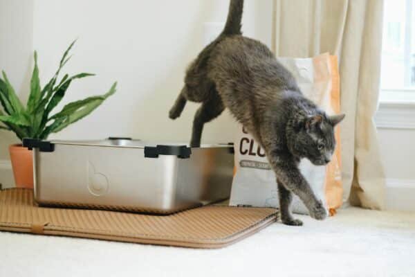 11 best cat litter boxes in 2022