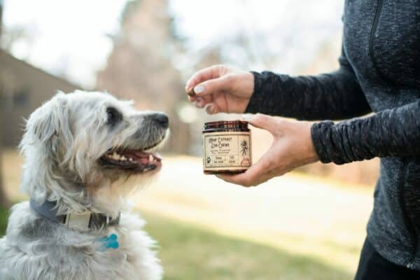 14 best hip and joint supplements for dogs