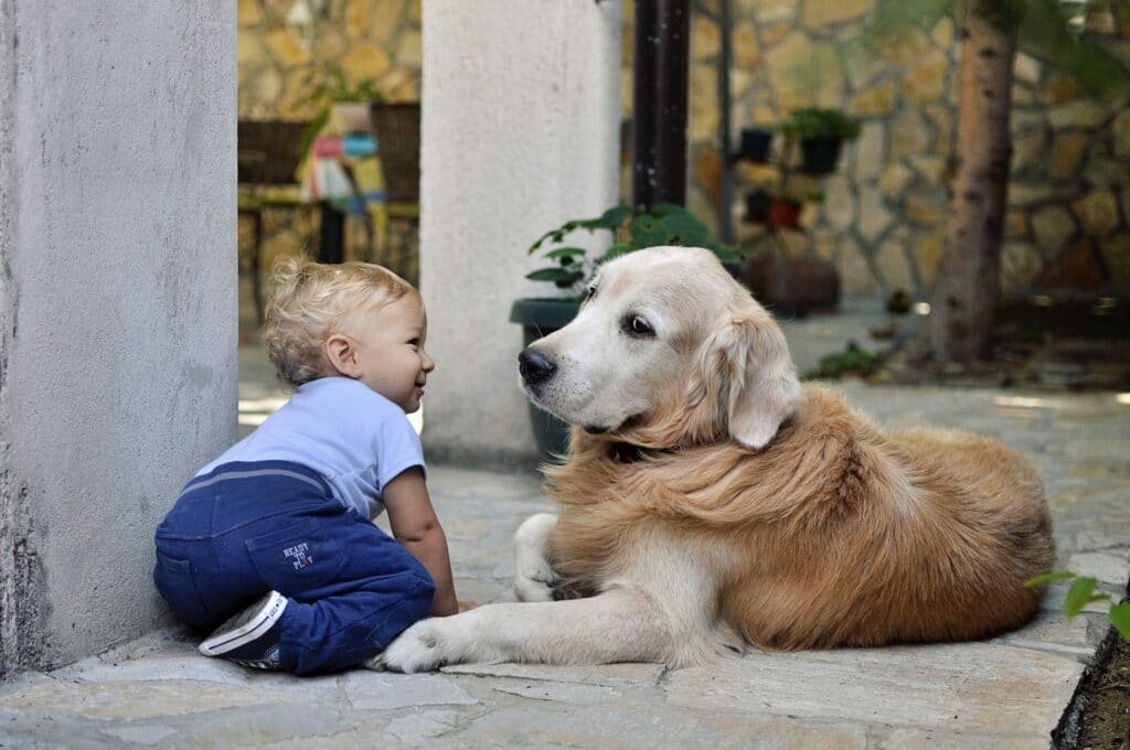 Kid teasing a large dog
