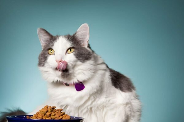 7 Best Dry Food for Cats in 2022